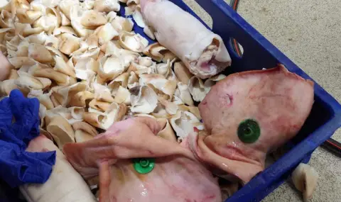 Откриха над 3,5 тона негодно месо в Силистренско - 1