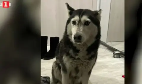 5000 лв. парична гаранция за специализанта, прегазил кучето Мая - 1