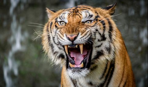 Млада майка се пребори с тигър, за да спаси бебето си - 1