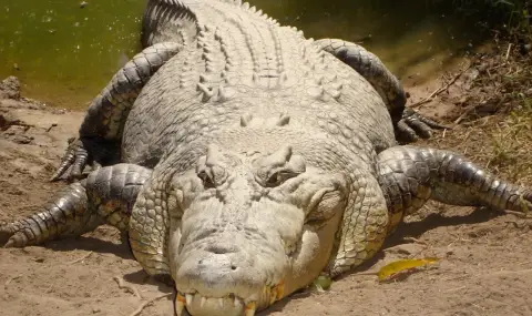 Огромен соленоводен крокодил нападна мъж в австралийски къмпинг - 1