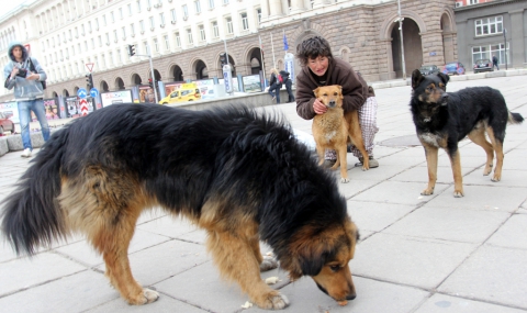 Около 200 хиляди са нерегистрираните кучета в София - 1