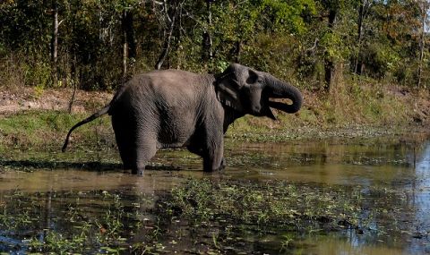 Мълния вероятно е убила 18 слона в Индия - 1