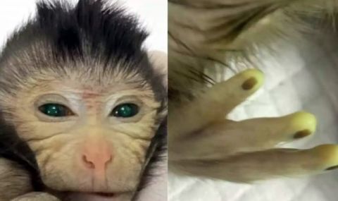 Учени създадоха първата в света маймуна с два комплекта ДНК - 1