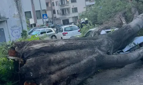 Паднало дърво смачка два автомобила в Асеновград - 1