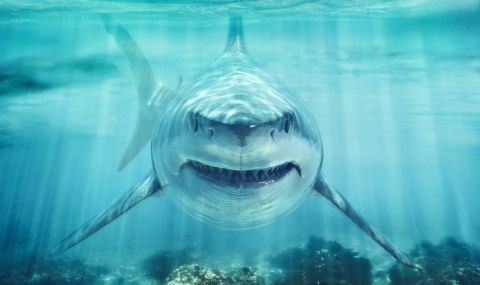Египетските власти разследват агресивното поведение на акулата, нападнала руснак на плажа - 1