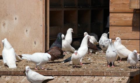 Няма прошка: 8 месеца затвор за кражба на гълъби - 1
