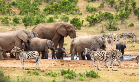 Сушата убива дивите животни в Кения - 1