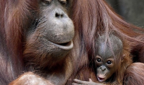 Очарователно бебе орангутан направи своя дебют (ВИДЕО) - 1
