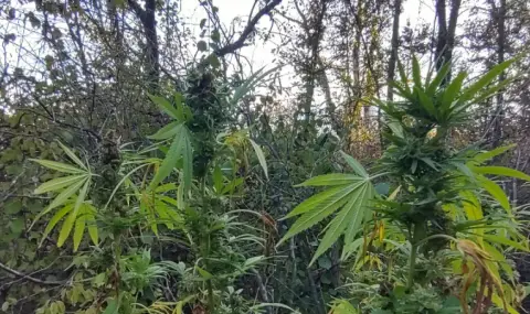 A lot of cannabis was found in a private property near Sevlievo  - 1