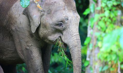 Бойци убиха и изядоха слон, избягал от парк в Конго - 1