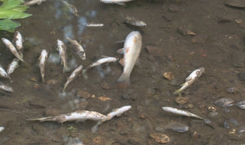 Хиляди мъртви риби изплуваха в р. Ботуня - 1