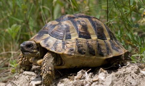 В Кърджали задържаха събирачи на защитени костенурки - 1