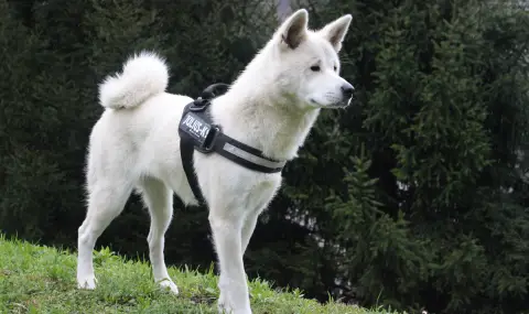 Акита – особености, отглеждане и как да намерите подходящо куче в Bazar.bg - 1