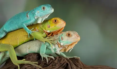 Чудо: Женска игуана в зоопарк забременя без мъжки - 1