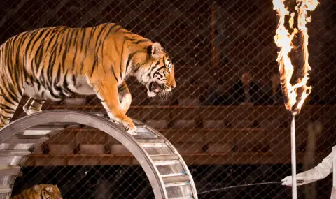 Тигър скочи в публиката по време на цирково шоу в Русия (ВИДЕО) - 1