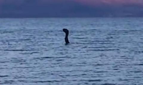 Мистериозно чудовище изплува от водите на Преспанското езеро (ВИДЕО) - 1