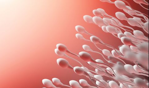 Мъжете произвеждат все по-малко сперматозоиди - 1