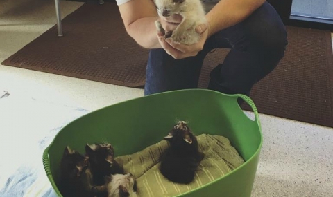 Боклукчия спаси шест малки котенца - 1