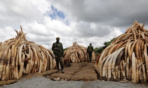 Доживотен затвор за незаконно притежание на слонова кост в Уганда - 1