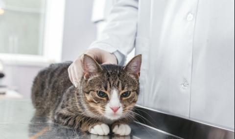 15% от котките в Ухан са заразени с новия коронавирус - 1