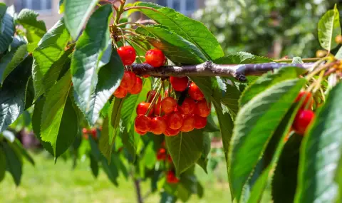 Destroyed harvest: No Bulgarian cherries  - 1