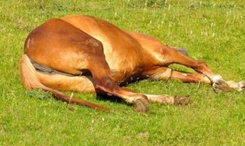 Убиха три коня във Вършец, други шест са ранени - 1