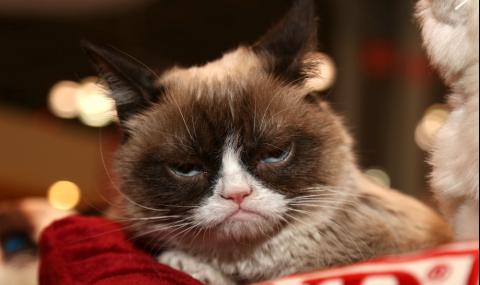 Grumpy Cat показа нокти в дело за $ 700 000 (СНИМКИ) - 1