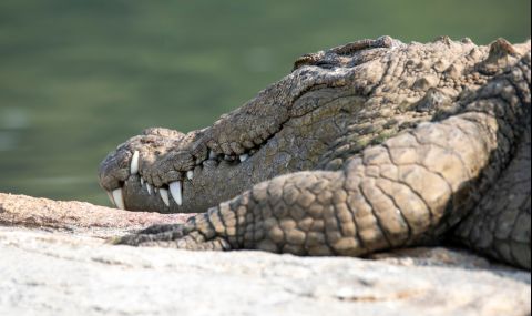 Крокодил заживя с монаси и стана вегетарианец - 1