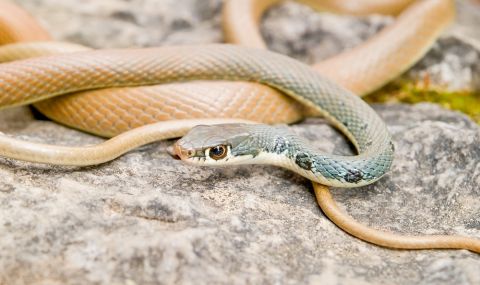 Австралийка "очисти" отровна змия с прахосмукачката си (ВИДЕО) - 1