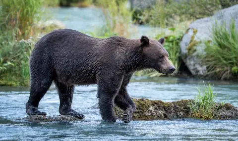 Доберман спаси стопанина си от мечка и влезе в Залата на славата - 1