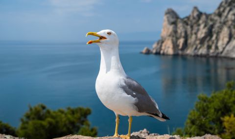 Орнитолог обясни разликата между чайка и гларус - 1