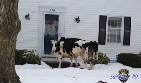 Внимание: Избягали крави продават млечни продукти от врата на врата - 1