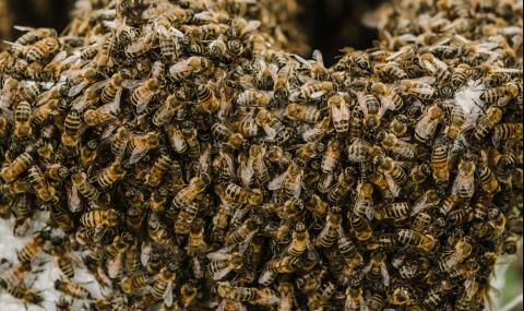Мъж се покри с почти 64 килограма пчели за рекорд на Гинес (ВИДЕО) - 1