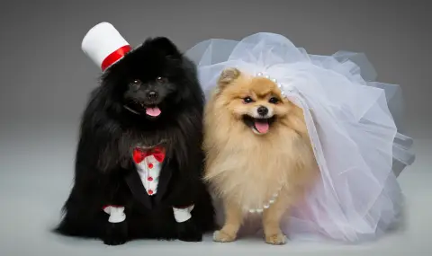 Кучешките сватби - хит в Китай (ВИДЕО) - 1