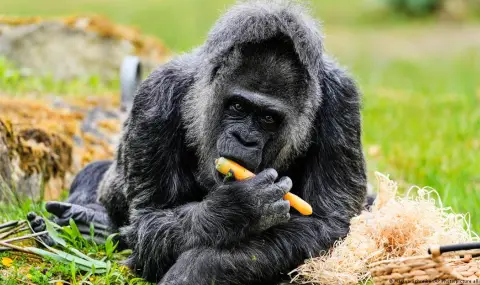 Най-старата горила в света празнува 69-ти рожден ден в Берлинския зоопарк  - 1