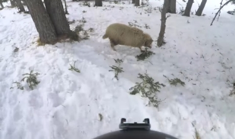 Сноубордист се натресе на ... овца (ВИДЕО) - 1