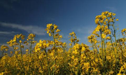 Слънчева сряда - 1