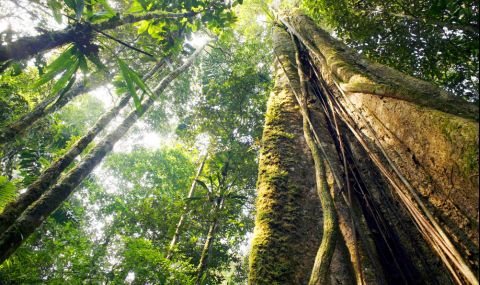 Учени достигнаха до най-голямото дърво в Амазония - 1