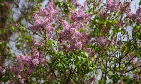 A bitter and frosty winter?! Lilacs bloomed in Kyustendil at the end of September  - 1