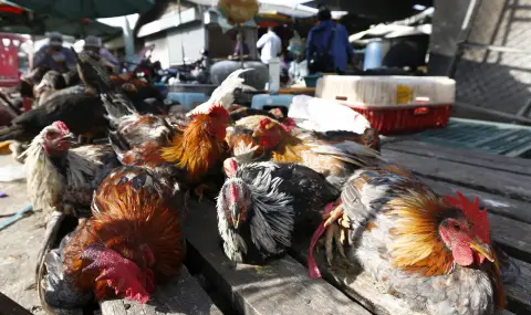 France Raises Bird Flu Risk Level  - 1