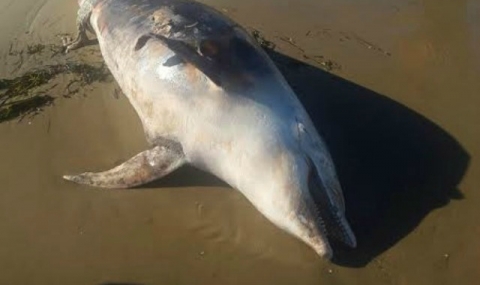 Мъртъв делфин престоява часове на плажа в Слънчев бряг - 1