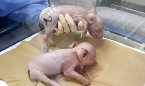 Япония отваря ферма за клонирани свине - донори на човешки органи - 1