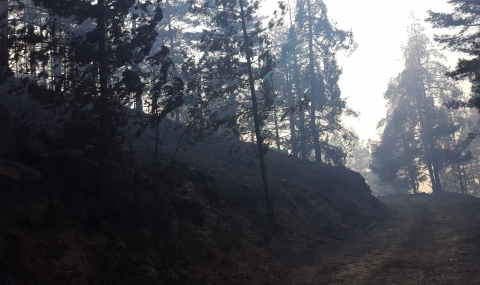 Над 11 000 дка опожарени гори от началото на годината до момента - 1