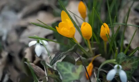 Времето днес, прогноза за сряда, 18 март: Облачно, нахлува по-студен въздух