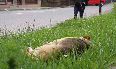 Над 600 са осиновените кучета от началото на годината - 1