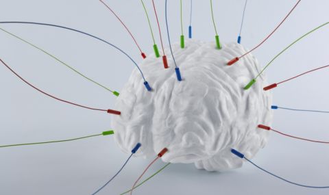 Учени за първи път свързаха мозък на маймуна с компютър - 1