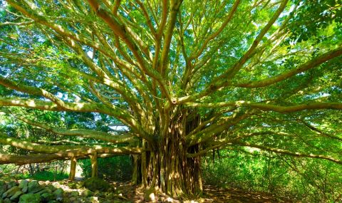 Ето къде хората живеят най-дълго (ВИДЕО) - 1