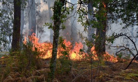 Овладян е пожар между ямболски села - 1