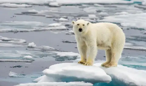Птичи грип уби полярна мечка в Аляска - 1