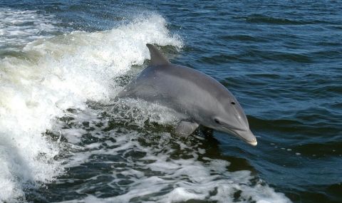 Забраняват риболова в районите с популация на делфини - 1